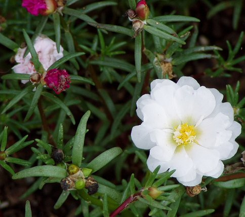 گل ناز آفتابی